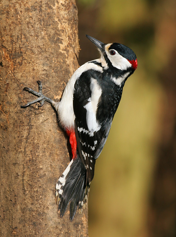 Great Woodpecker (Dendrocopus major)