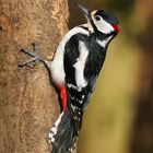 Great Woodpecker (Dendrocopus major)