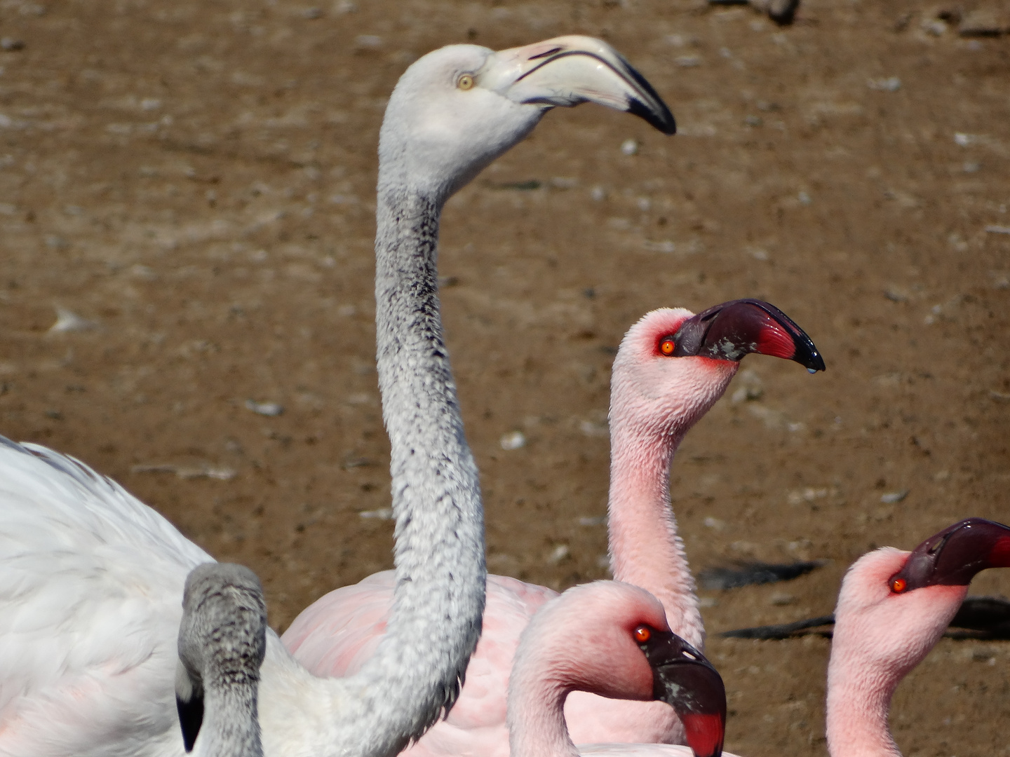 "Greater-and Lesser-Flamingo"