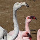 "Greater-and Lesser-Flamingo"
