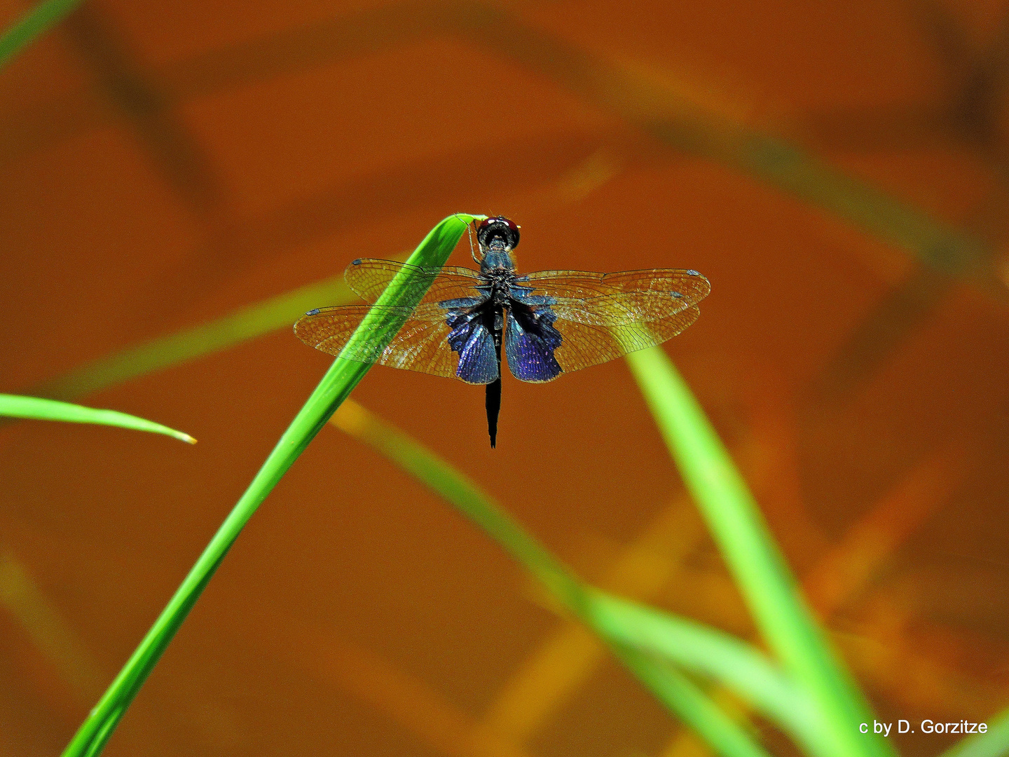 Greater Bluewing ( Rhyothemis plutonia)!