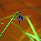 Greater Bluewing ( Rhyothemis plutonia)!