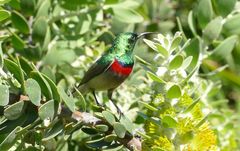 "Greater collared Sunbird"