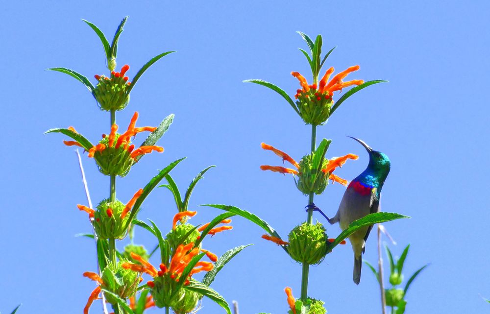 "Greater collared Sunbird"