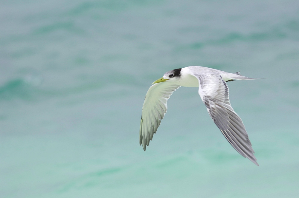 Greater Crested Tern