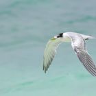 Greater Crested Tern