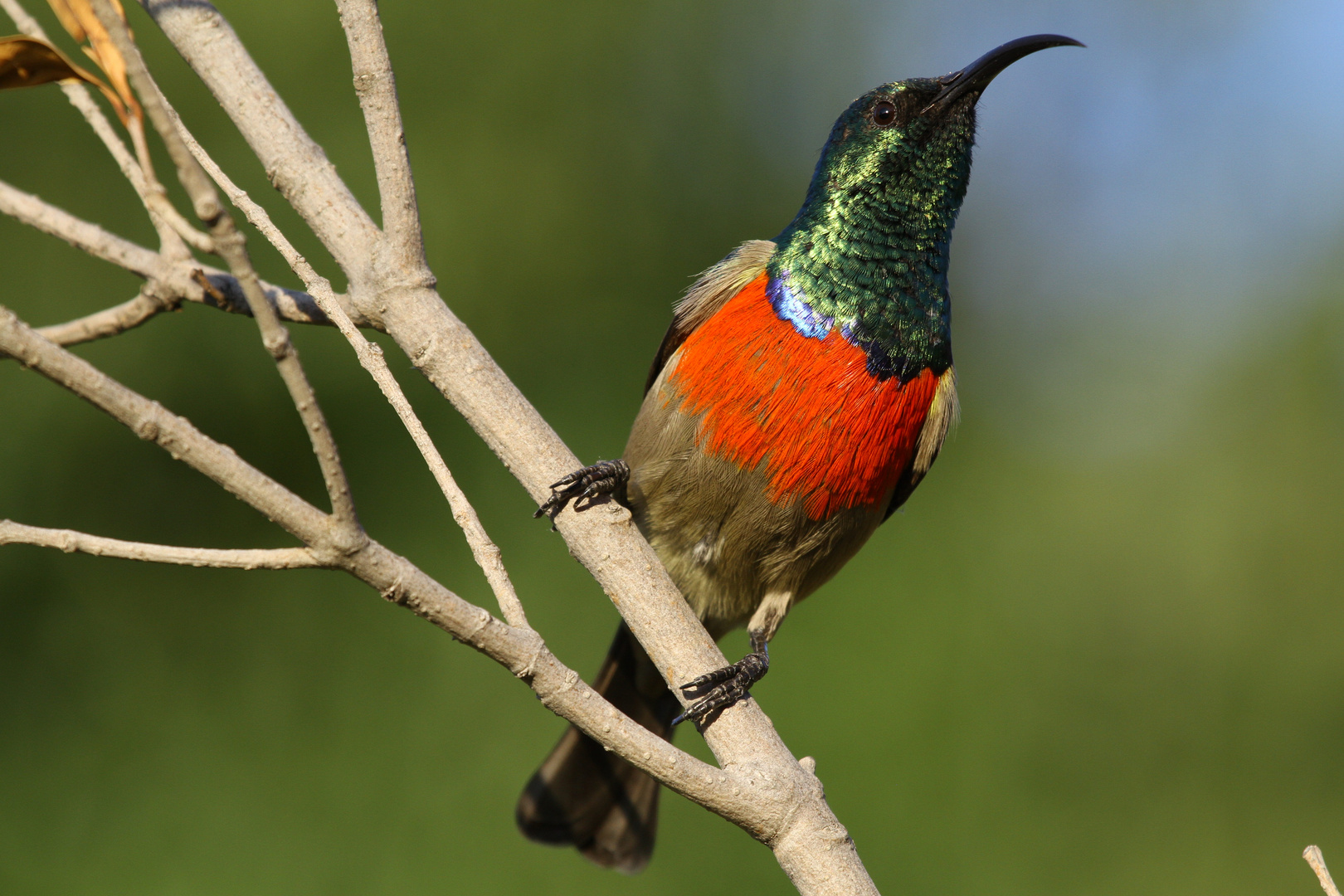 Greater Double-collared Sunbird