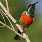 Greater Double-collared Sunbird