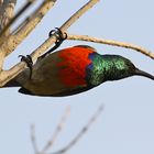 Greater Double-collared Sunbird