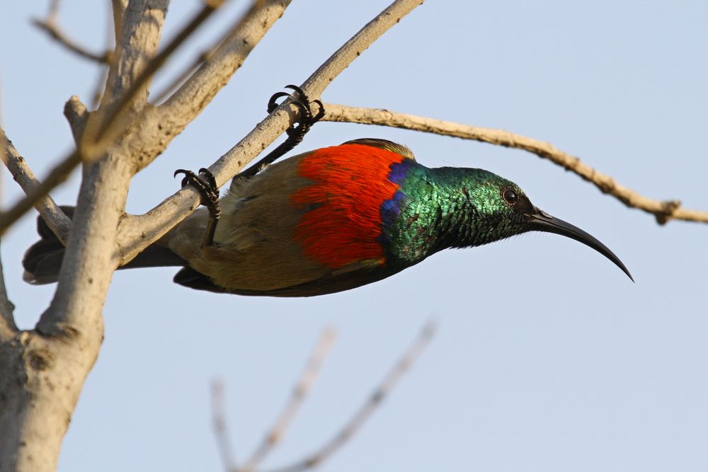 Greater Double-collared Sunbird