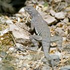 Greater Earless Lizard (Cophosaurus texanus)