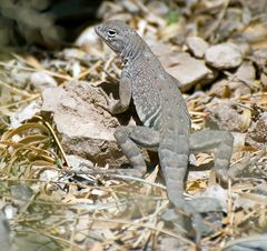 Greater Earless Lizard (Cophosaurus texanus)