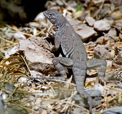 Greater Earless Lizard (Cophosaurus texanus) - reloaded*