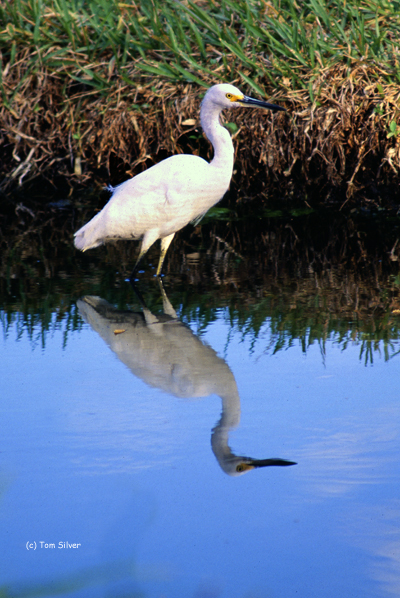 Greater Egret