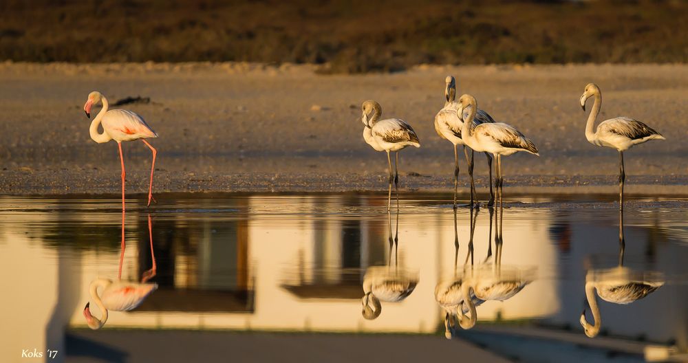 Greater flamingo