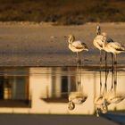 Greater flamingo