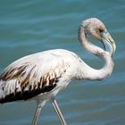 Greater flamingo