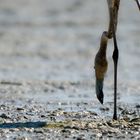 Greater flamingo