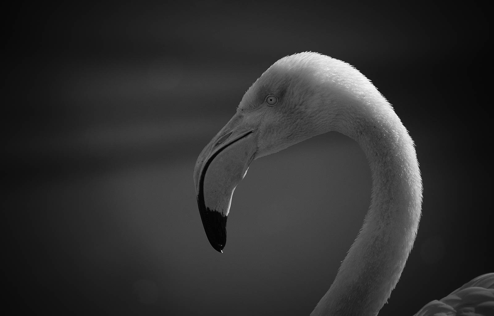 Greater flamingo - BW