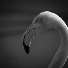 Greater flamingo - BW