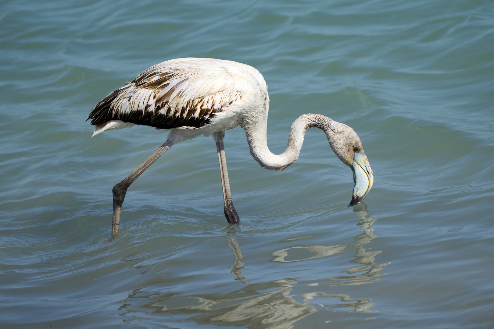 Greater flamingo