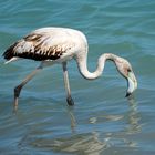 Greater flamingo