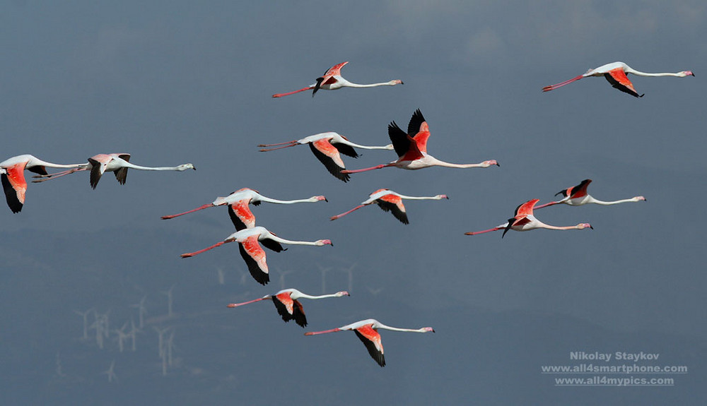 Greater Flamingo