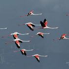 Greater Flamingo