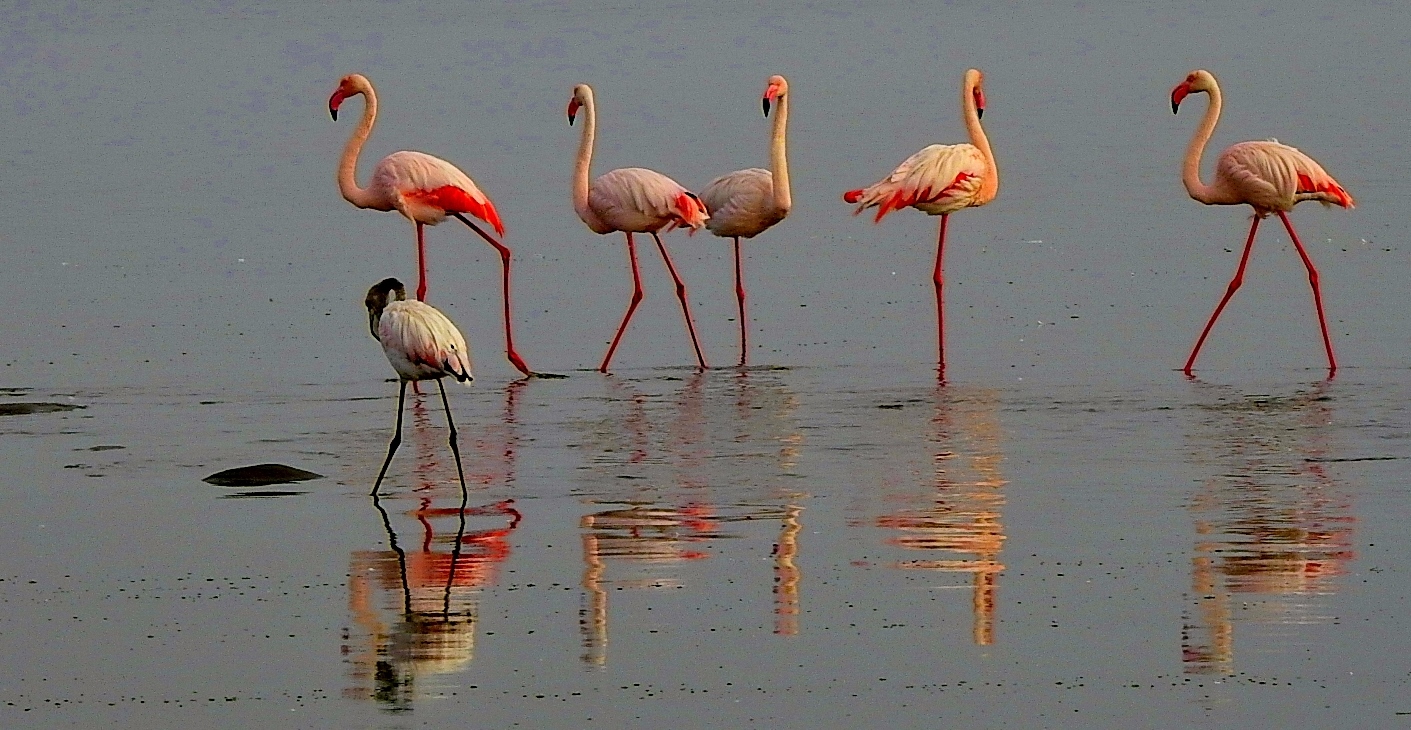 "Greater Flamingo"