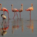 "Greater Flamingo"