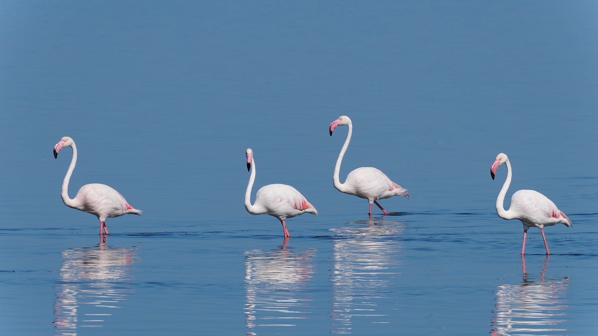 Greater Flamingos