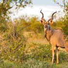 Greater Kudu