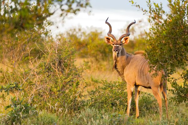 Greater Kudu