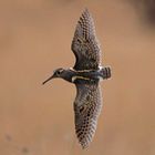 Greater Painted-snipe