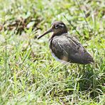 Greater Painted-snipe,Rostratula benghalensis_m