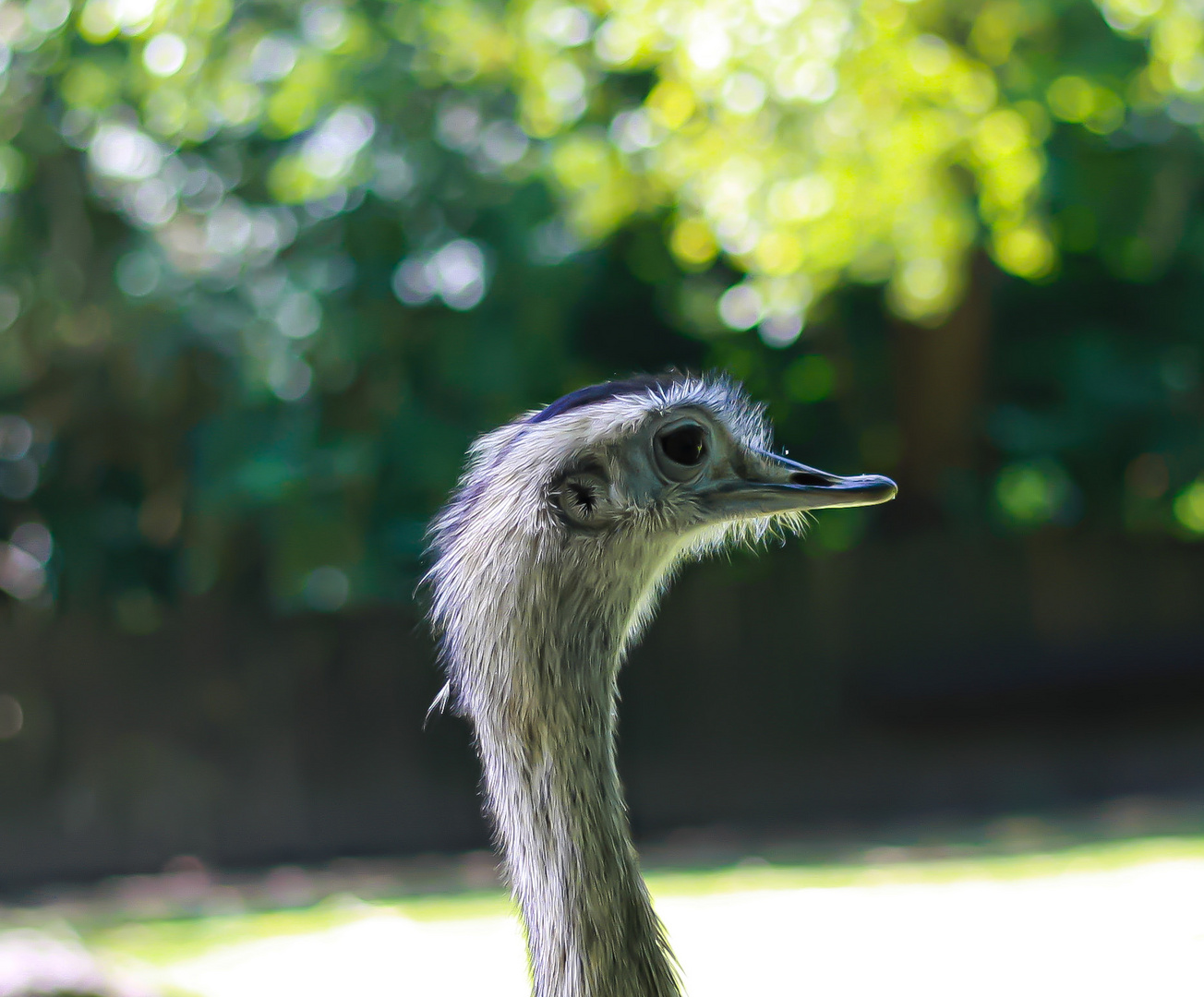 Greater Rhea