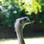 Greater Rhea