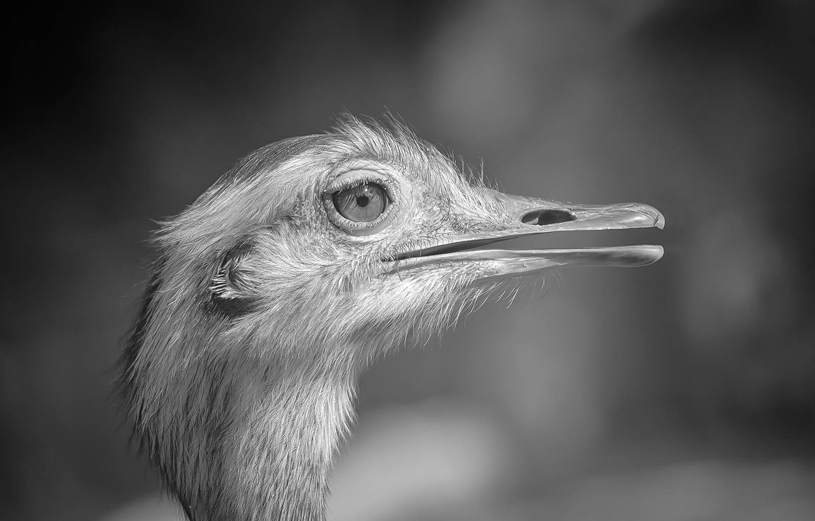 Greater rhea - BW