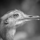 Greater rhea - BW