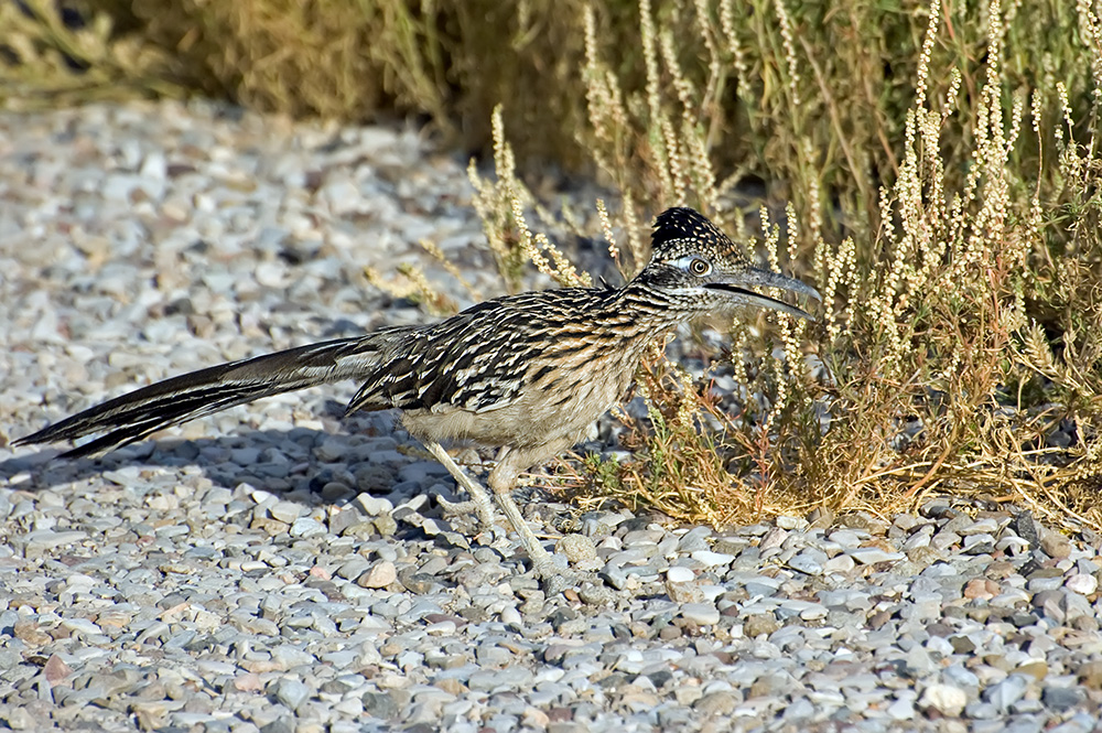 Greater Roadrunner