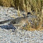 Greater Roadrunner