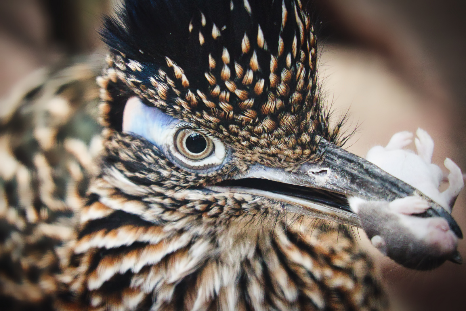 Greater Roadrunner (Geococcyx californianus)