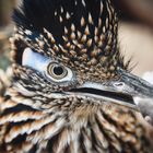 Greater Roadrunner (Geococcyx californianus)