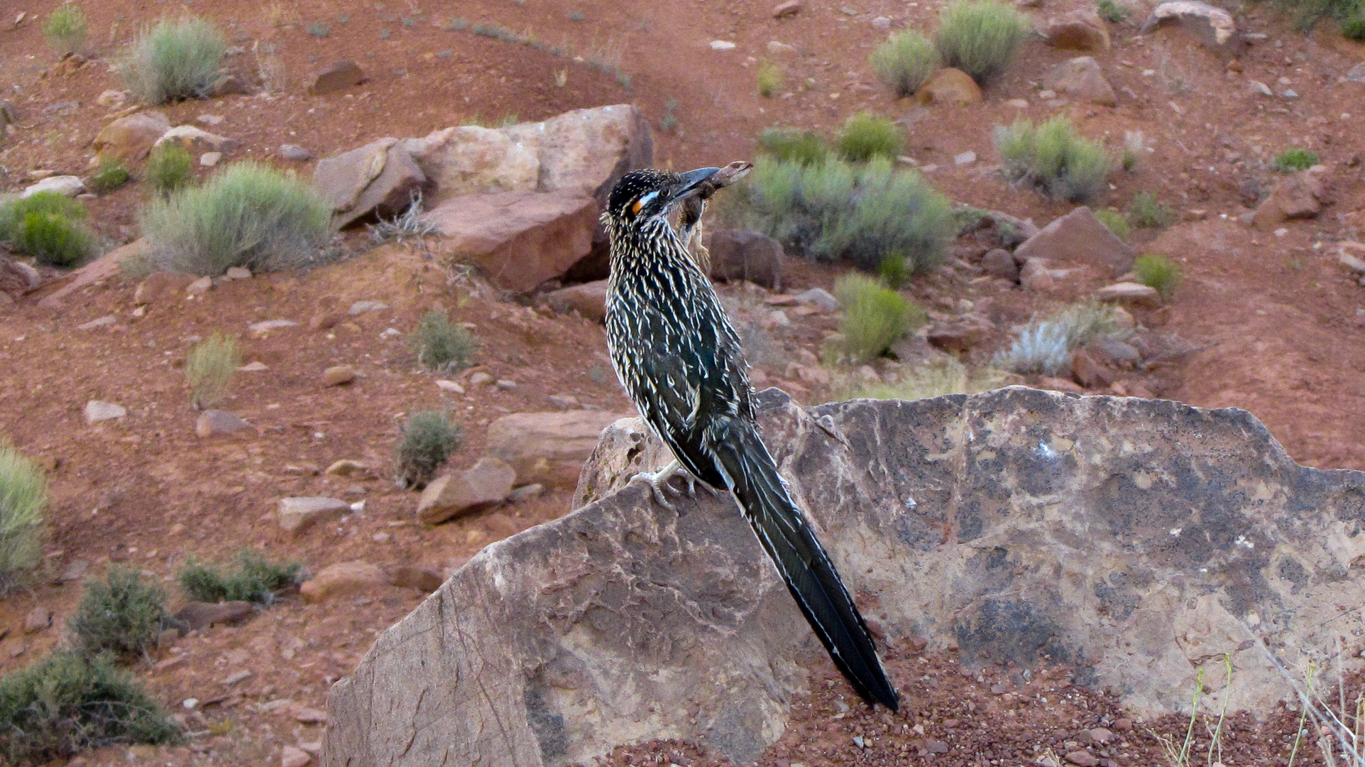  Greater Roadrunner - Höchstgeschwindigkeit zu Fuß: ca. 32 km/h!