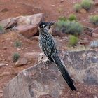  Greater Roadrunner - Höchstgeschwindigkeit zu Fuß: ca. 32 km/h!