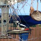 Greater Spotted Woodpecker