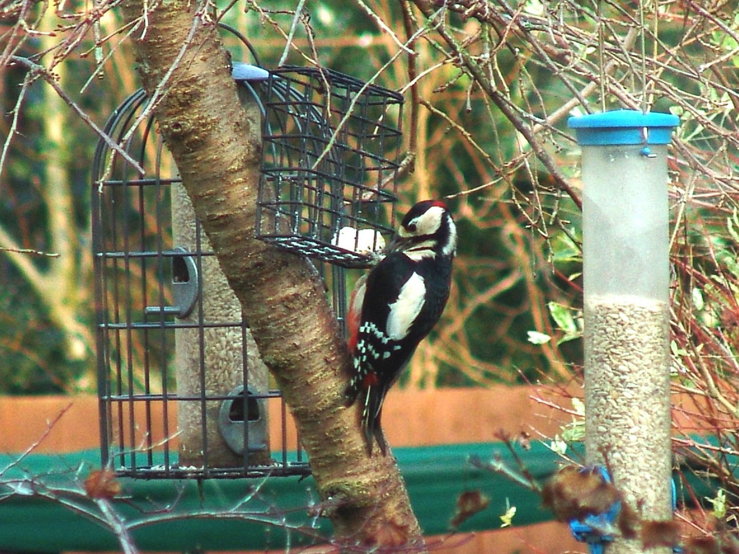 Greater Spotted Woodpecker