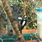 Greater Spotted Woodpecker