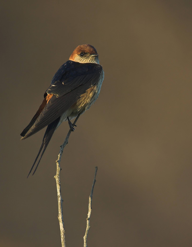 Greater Striped Swallow