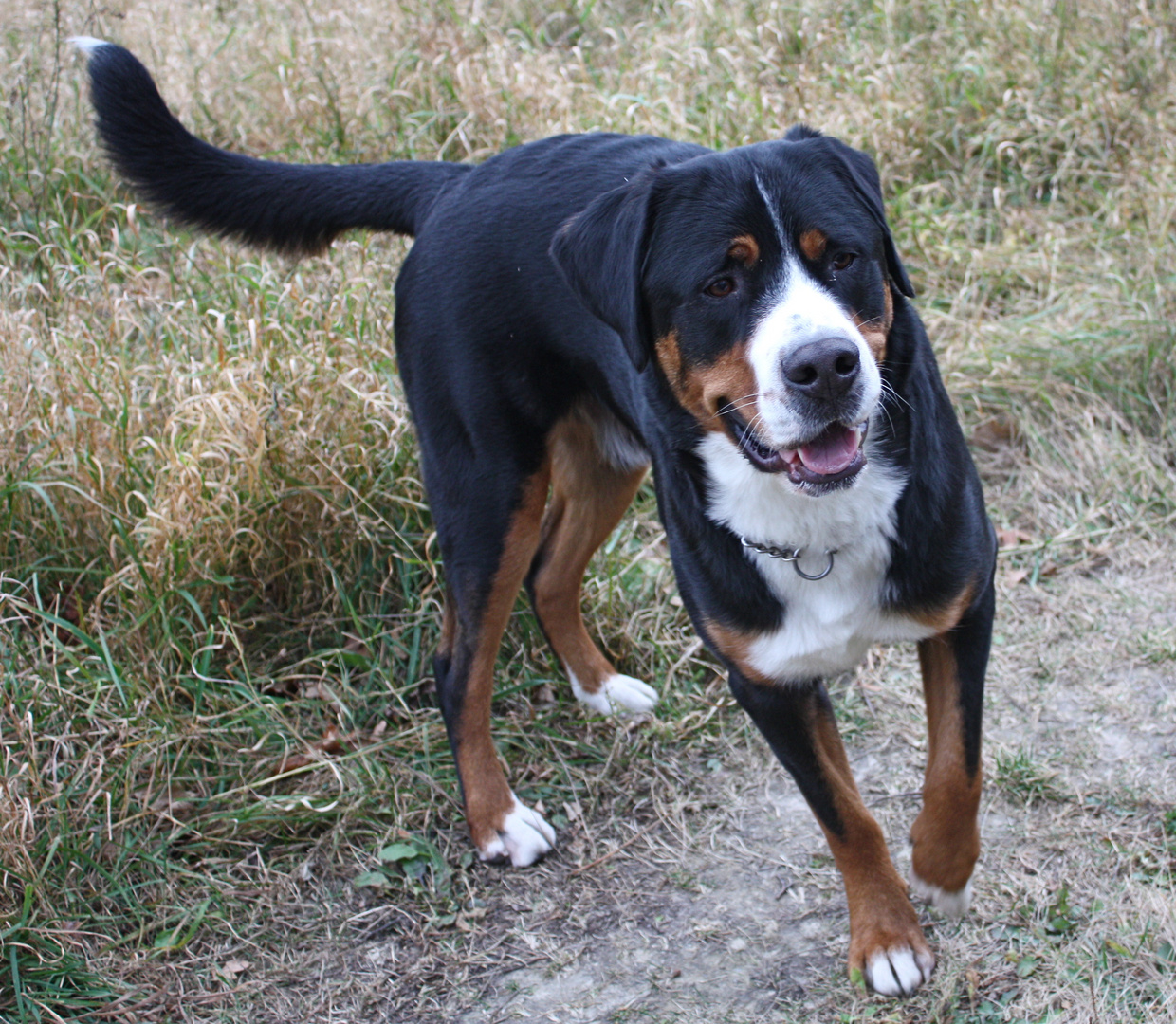 greater swiss sennen dog